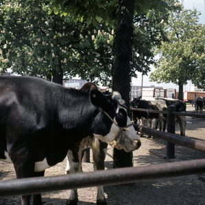 859503 Afbeelding van koeien op de veemarkt aan de Croeselaan te Utrecht.